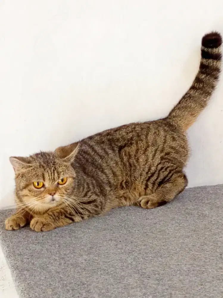 British Shorthair golden black tabby