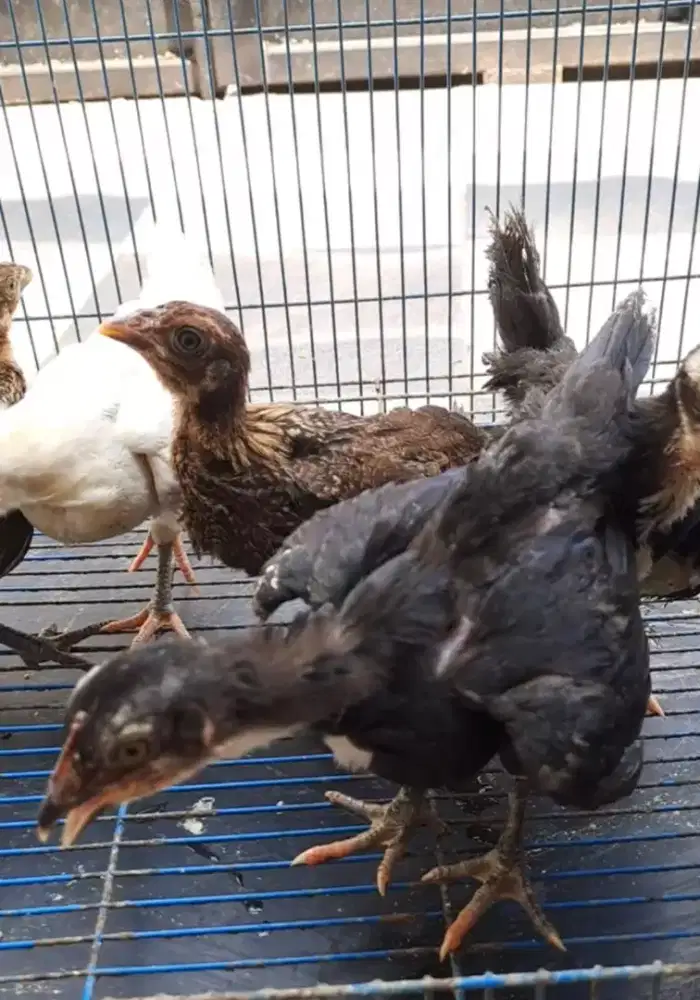 Ayam ketawa anakan durasi/durasi sambung anakan