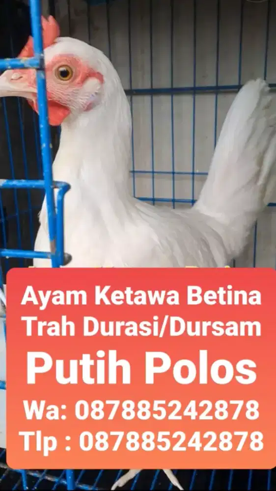 Ayam ketawa betina trah durasi/dursam warna putih polos