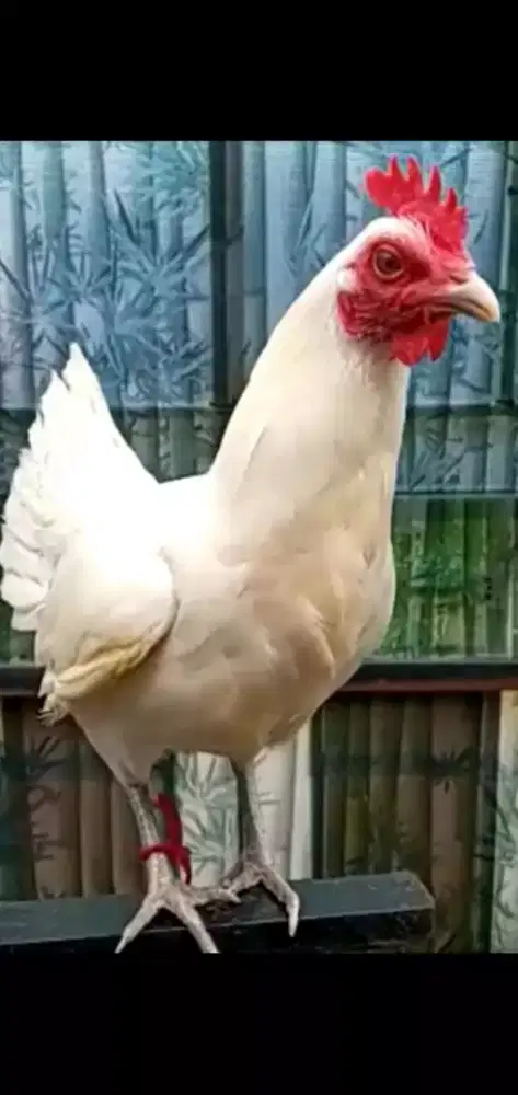 Ayam ketawa betina putih polos trah durasi/dursam