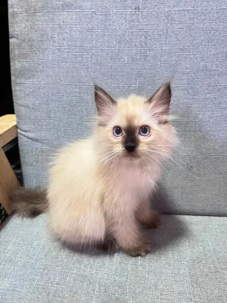 kucing kitten anakan anggora persia ragdoll himalaya mainecoon
