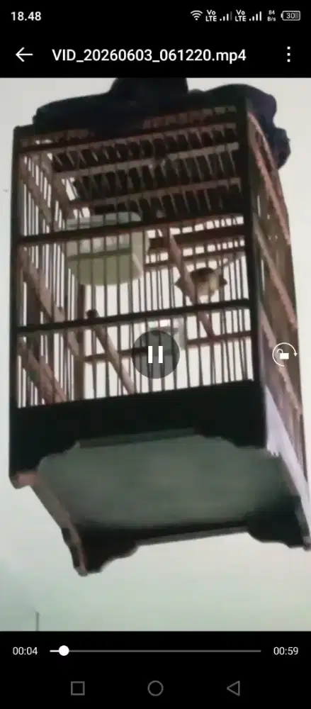Burung Prenjak atas