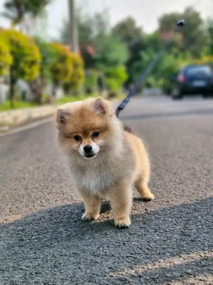 Super Minipom  jantan