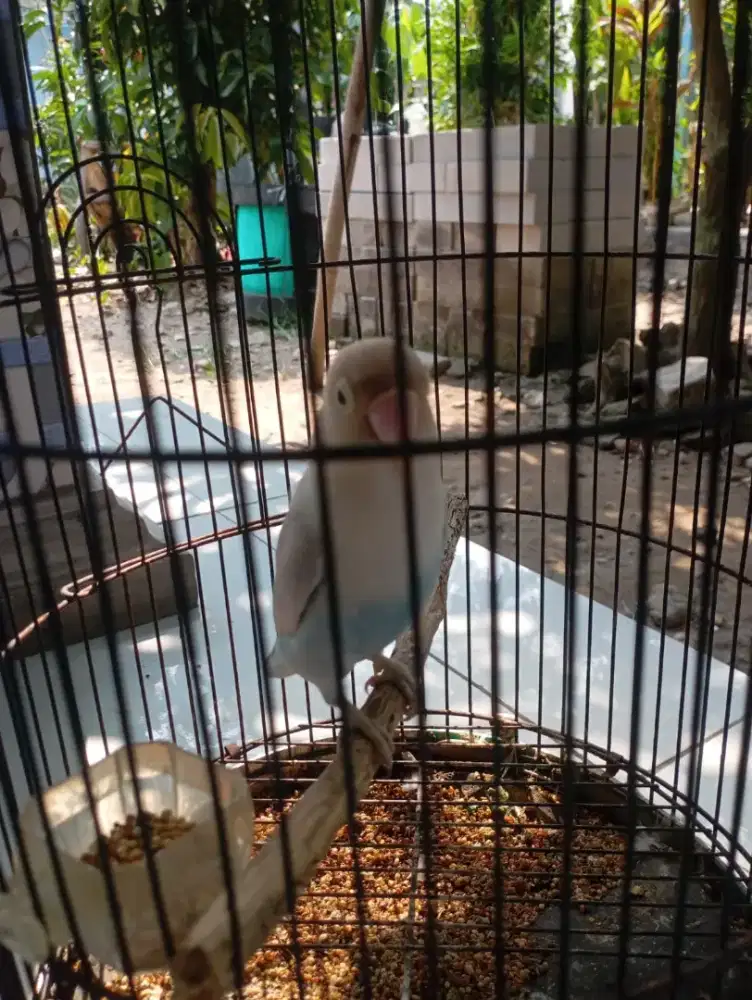 Burung lovebird bloues beti
