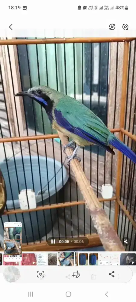 Burung murai kepala abu..