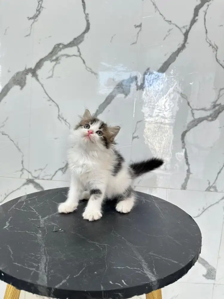 Kucing persia flatnose