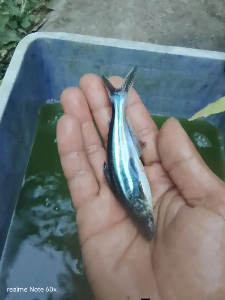 Jual bibit ikan patin