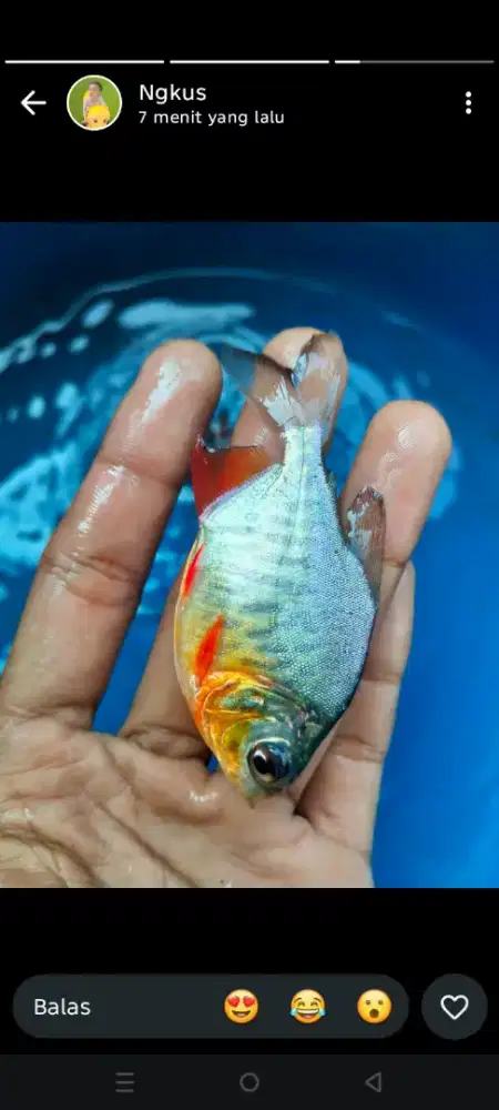 Jual bibit ikan bawa berkualitas