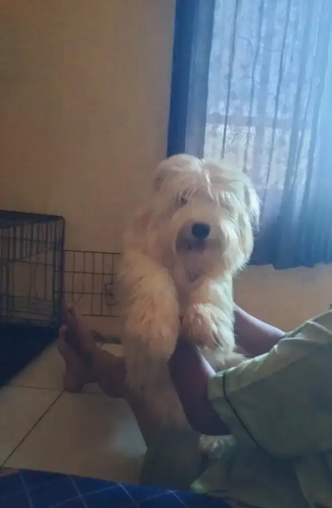 Jenis maltese usia 11 bulan