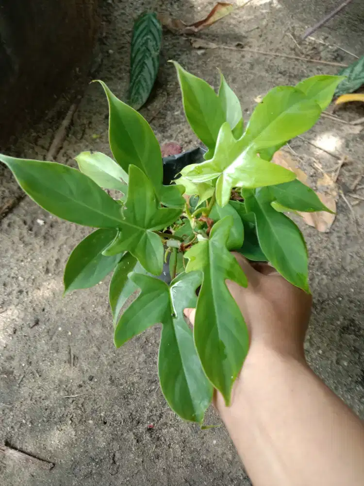 Tanaman Philodendron Bippenifolium