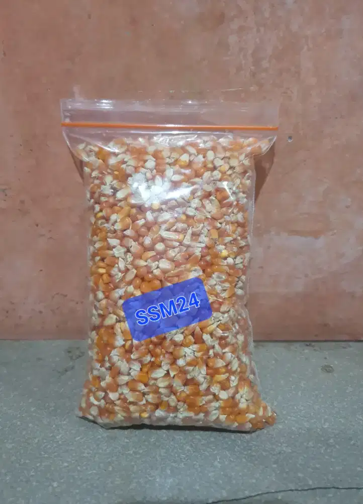 Terlaris Jagung Utuh Makanan Burung Merpati Dll Bisa Kirim Indoenasia