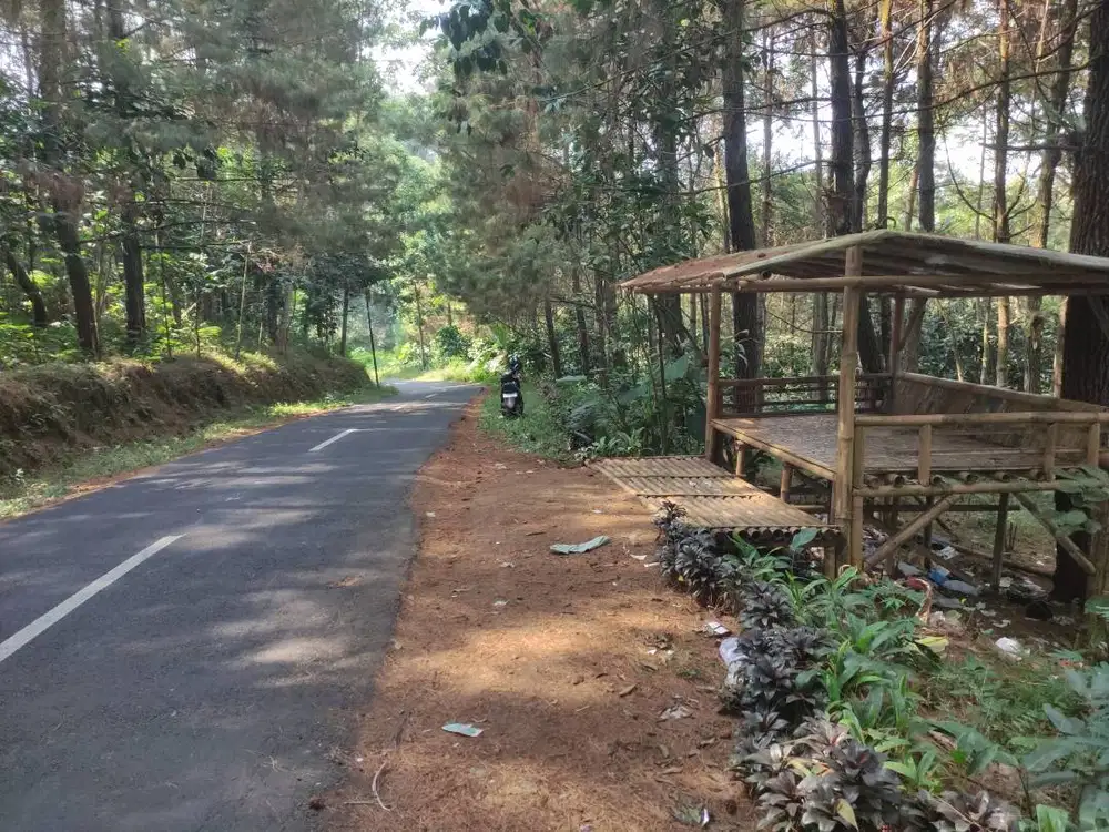 Jual Kebun Kopi Robusta 2,5 Ha Dekat Kota Bunga Cipanas