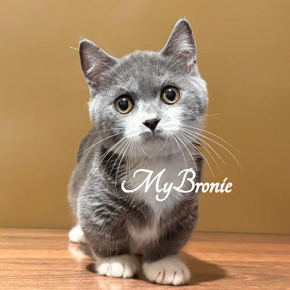 Kucing munchkin british shorthair ganteng