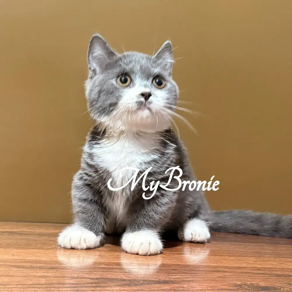 Kucing munchkin british shorthair ganteng