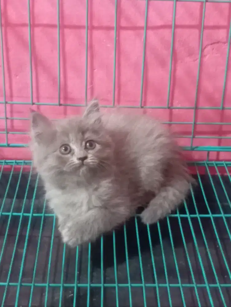 Kucing persia kitten betina