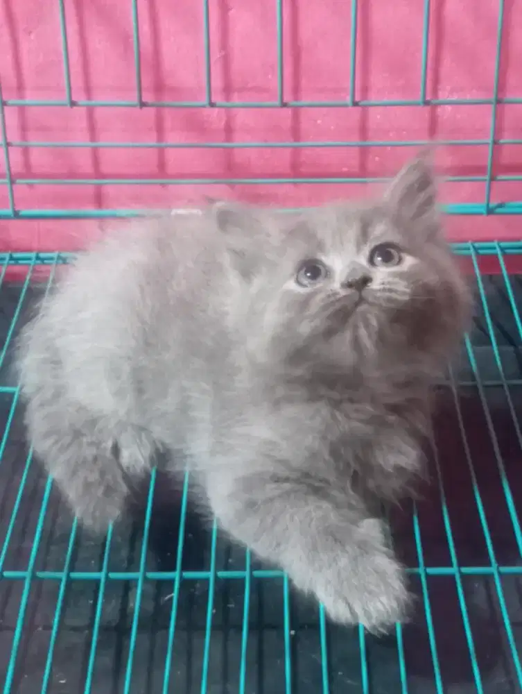 Kucing persia kitten jantan