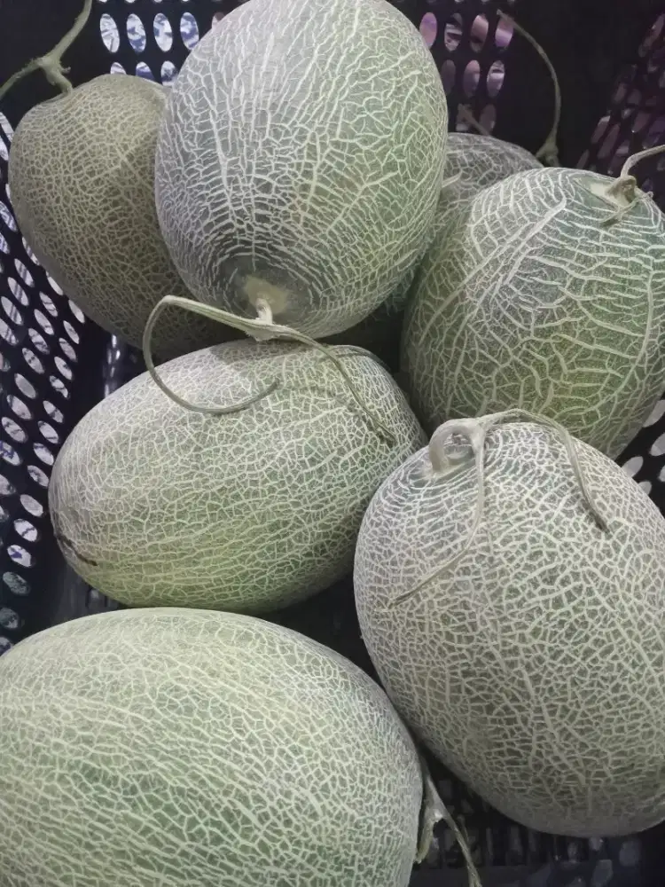 Melon Hydroponik premium