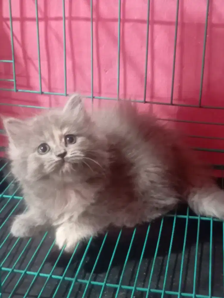 Kucing persia kitten betina