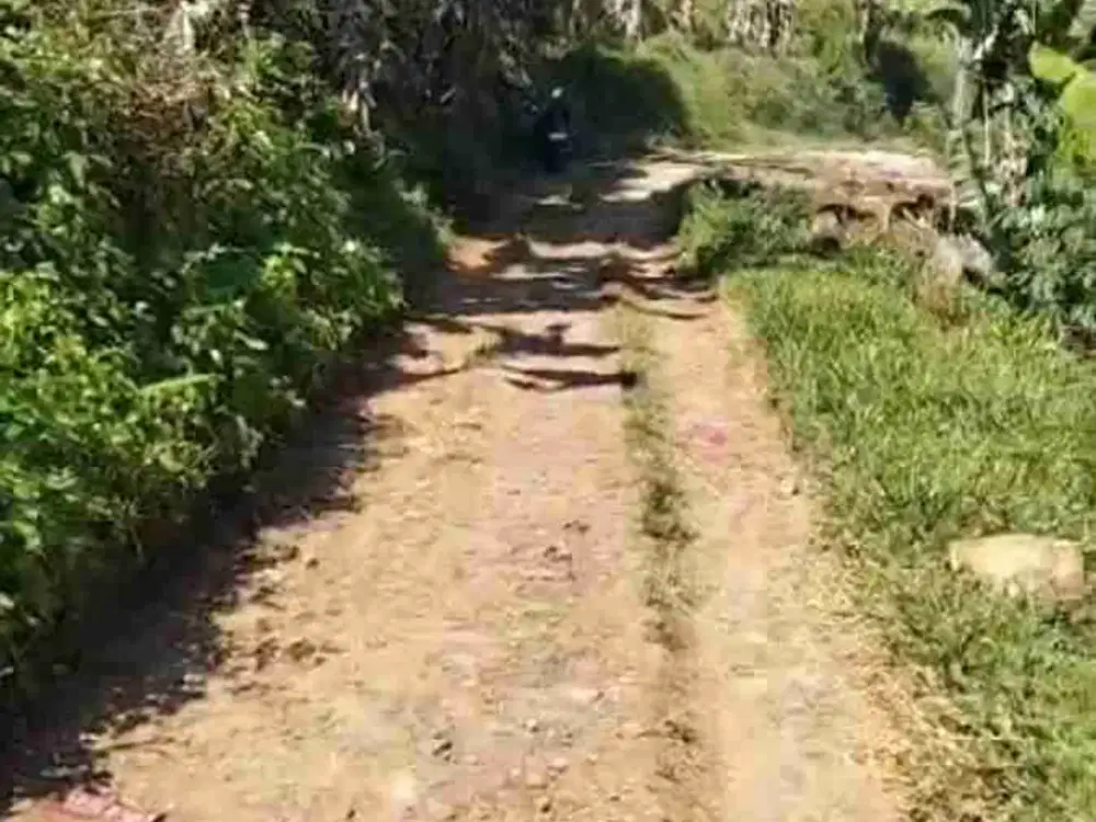 Tanah kebun luas Murah jarang ada
