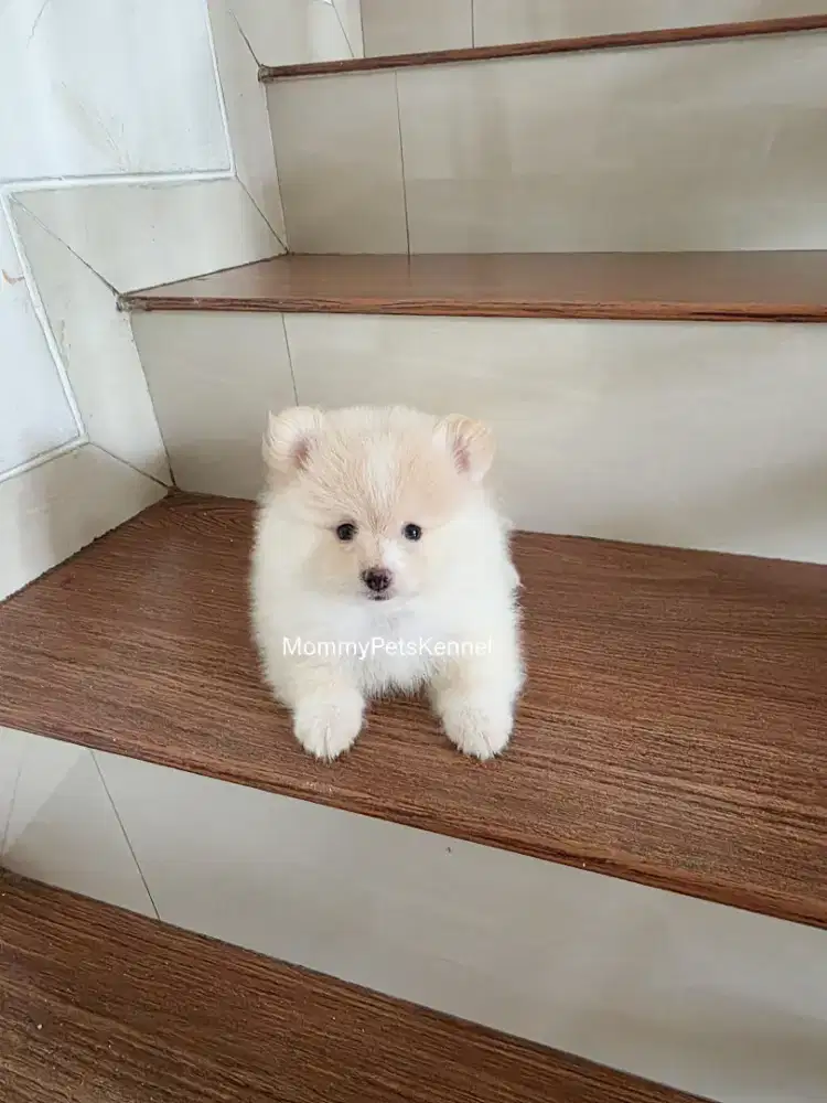 Anjing pom superminipom pomeranian