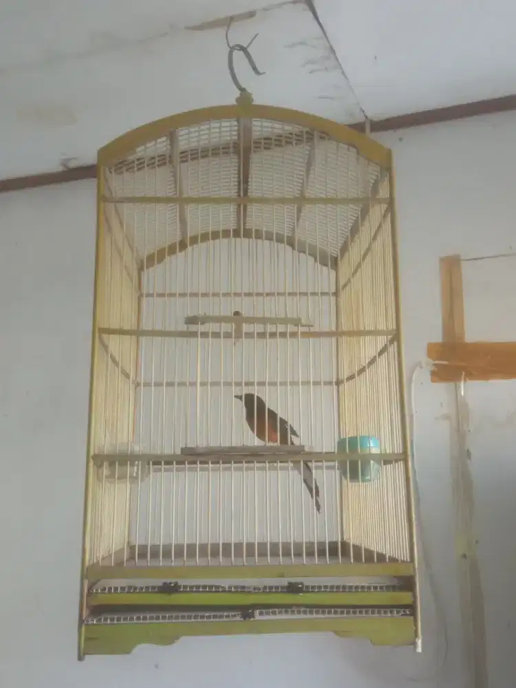 Murai Batu Rajin Bunyi