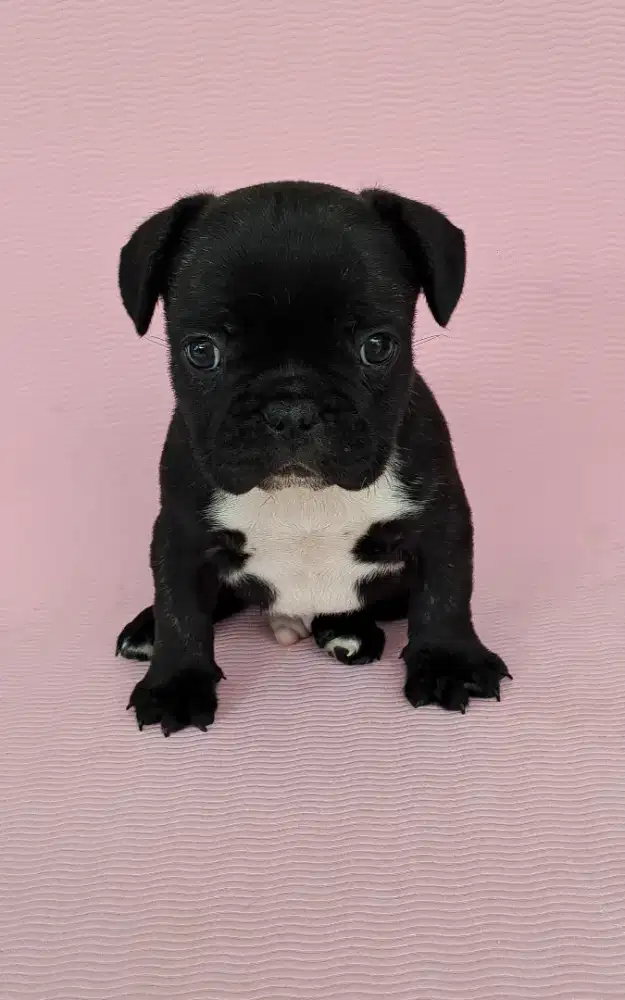 anjing french bulldog jantan usia 1.5 bln ras murni lucu  menggemaskan