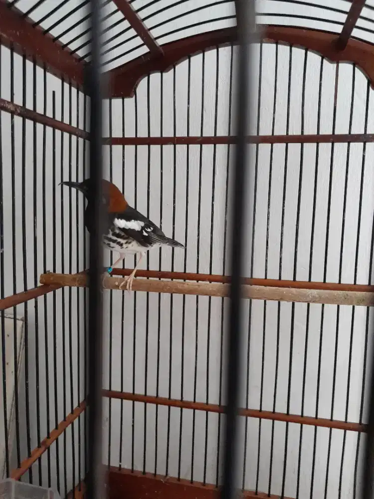 Anis kembang harian udh ngeriwik burung rawatan