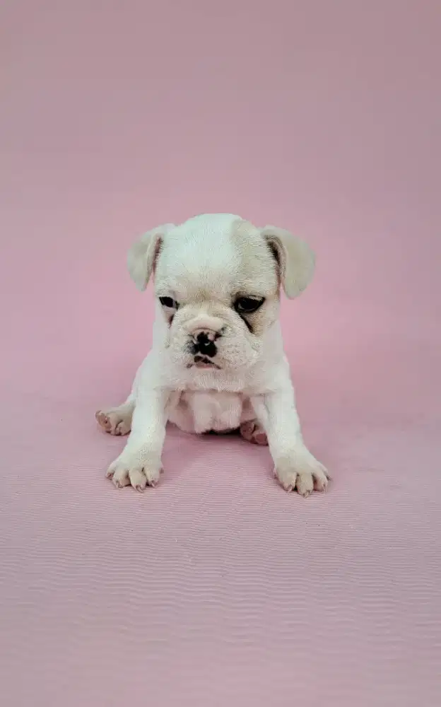 anjing french bulldog betina usia 1.5 bln super gemoy