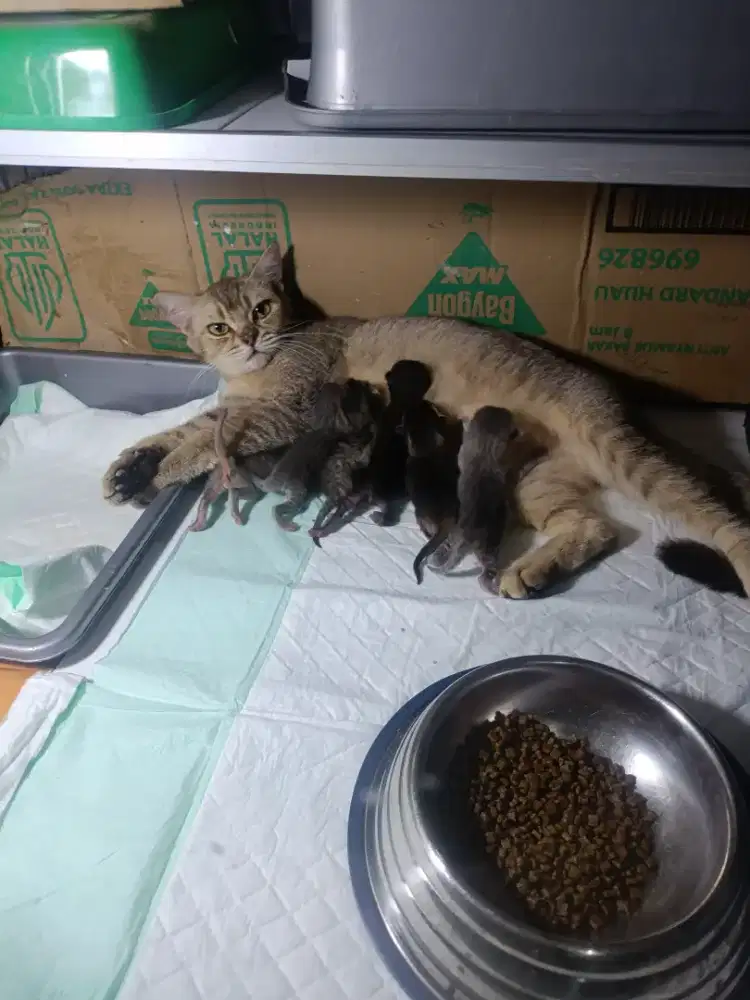 Induk dan baby kucing