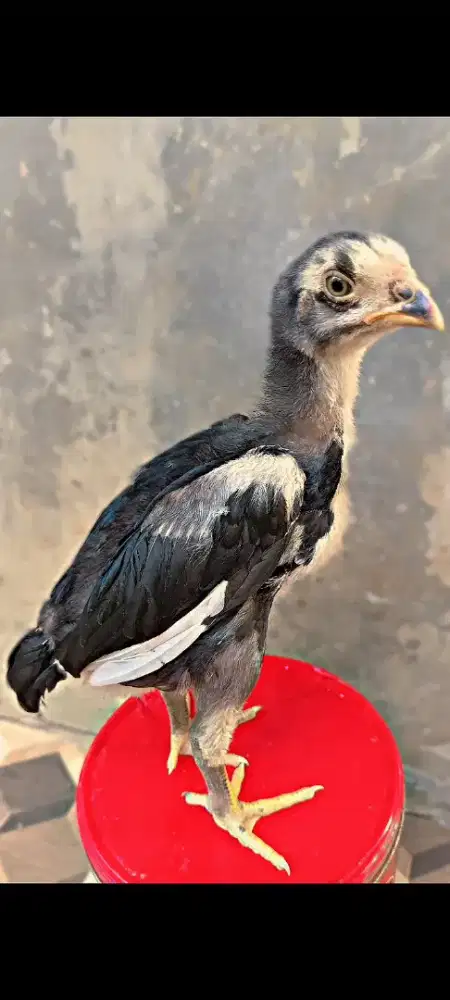 Menjual Ayam Bangkok