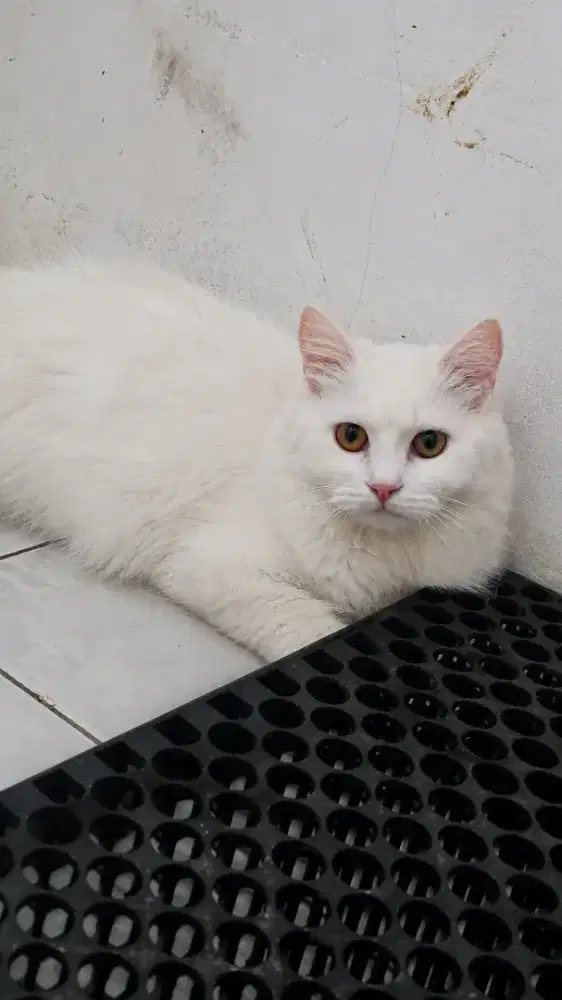 Lepas Adopt Kucing Persia