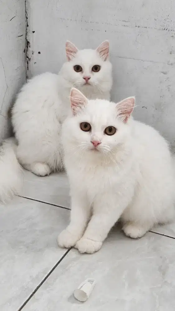 Lepas Adopt Kucing Persia