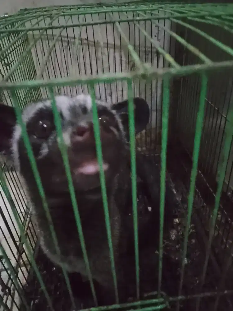 Musang pandan dewasa