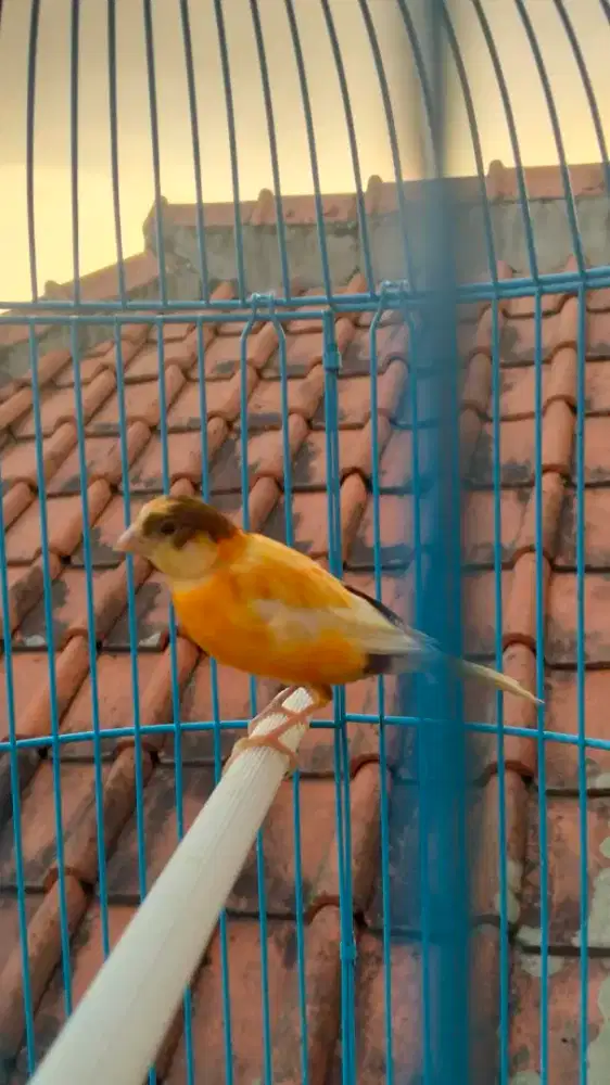 paud jantan bon