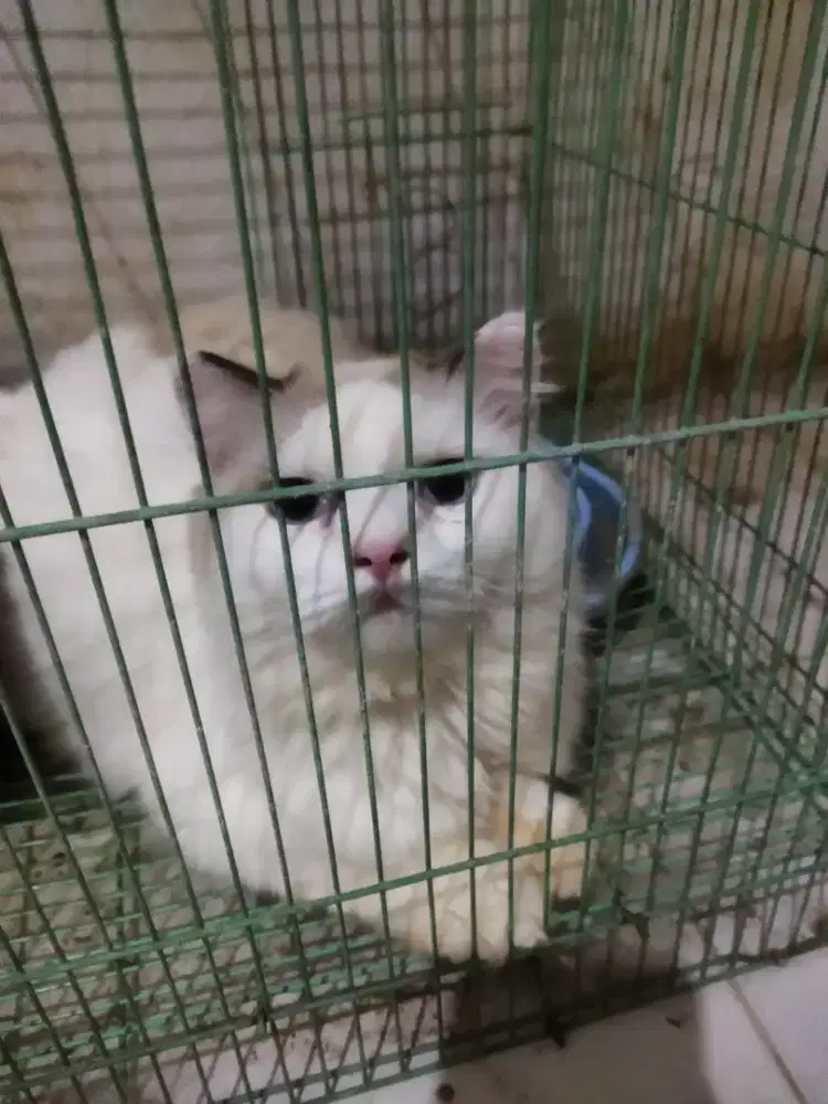 Himalaya ragdoll