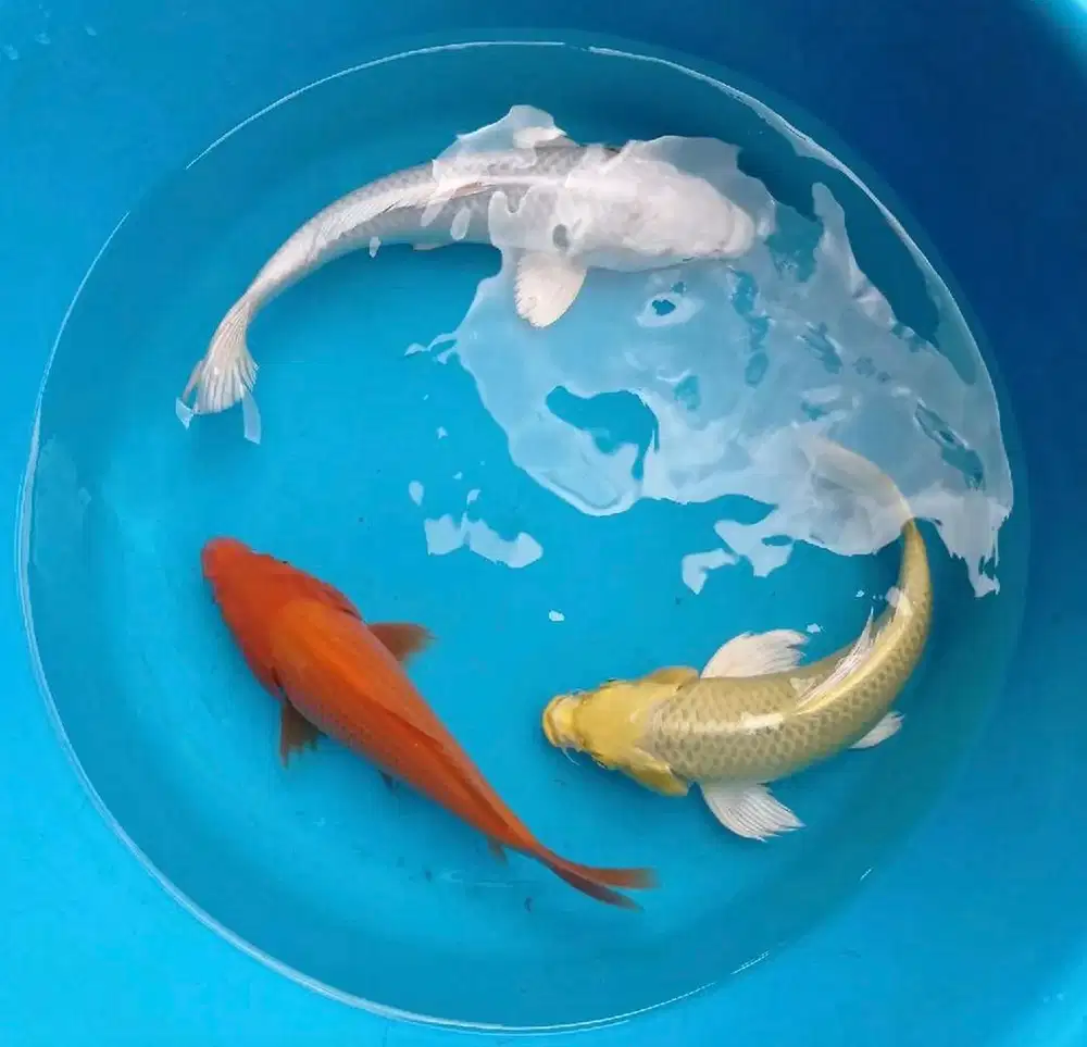 Jual ikan koi size 23-25cm paketan 5 ekor