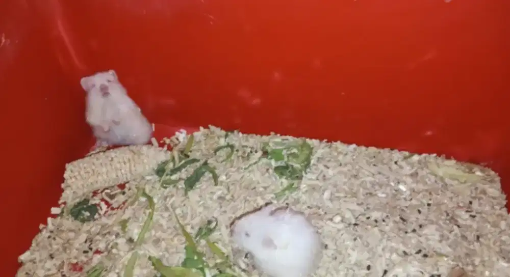 Anakan hamster syrian long hair