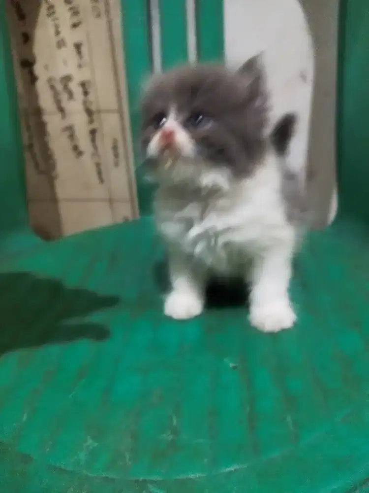 Kitten persia ibu persia bpk himalaya