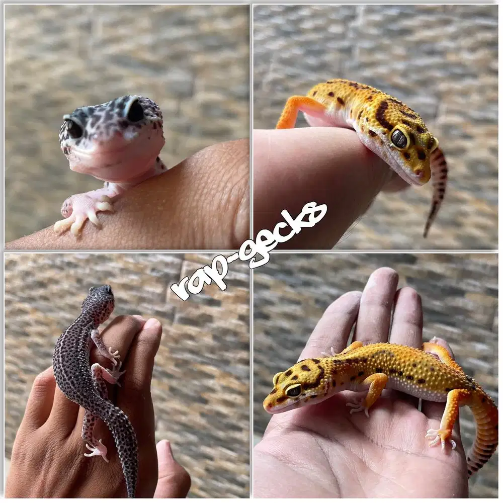 Gecko Female Jinak