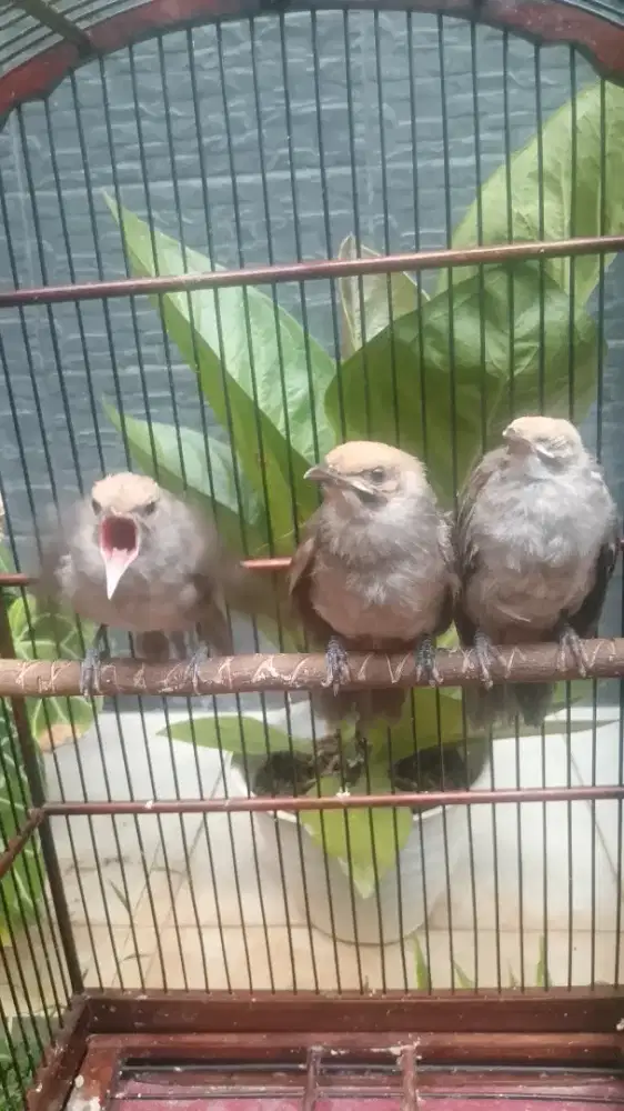 Cucak Rowo Anakan Mandiri Berbagai Usia