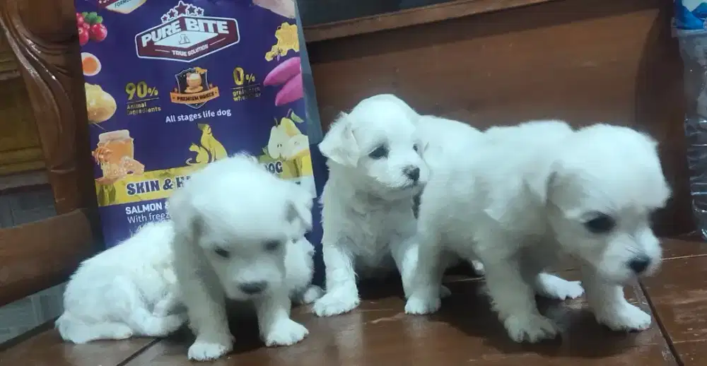 Maltese non stb .