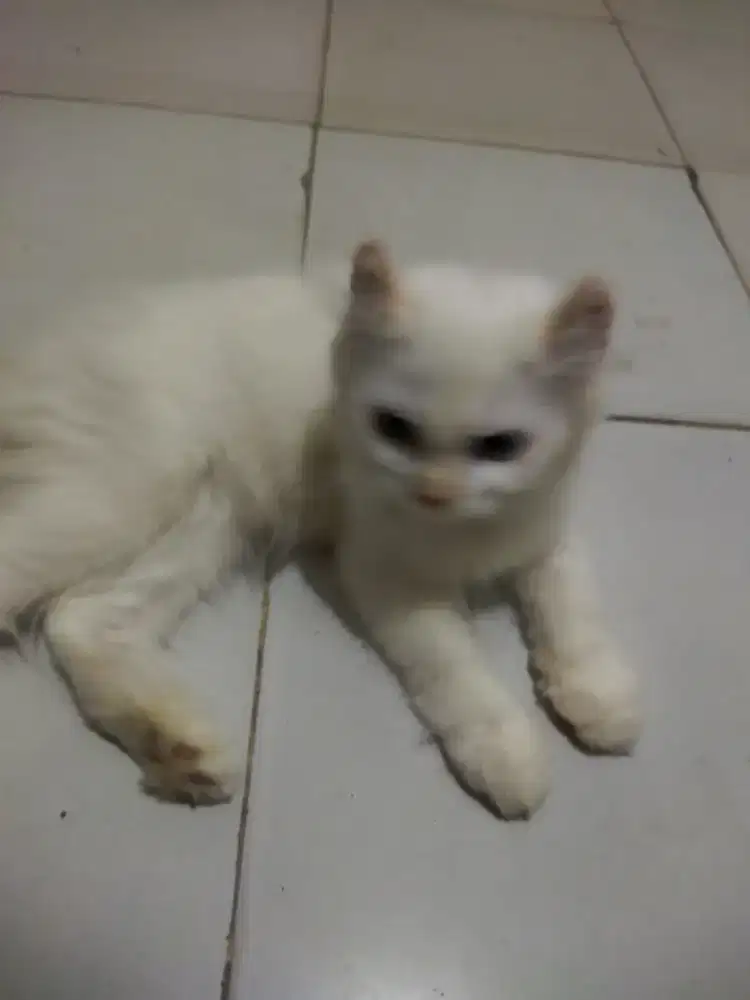 Kitten himalaya ibu himalaya bpk munchkin