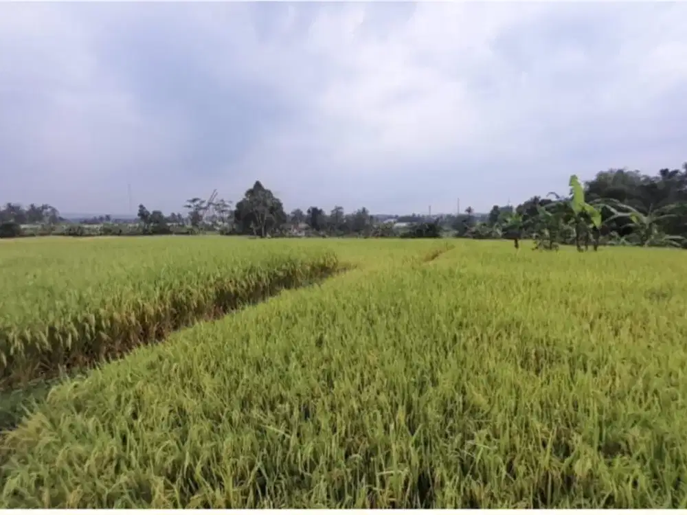 Dijual 2 bidang tanah sawah di Cimelati Cicurug Sukabumi