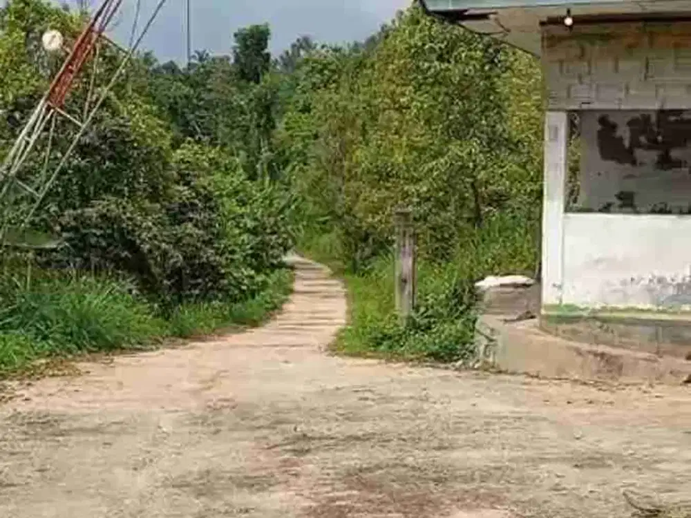 Dijual Perkebunan Kopi Cengkeh Luas di Wonosalam Jombang