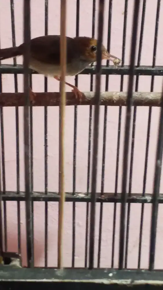 Burung prenjak atas makan Pur