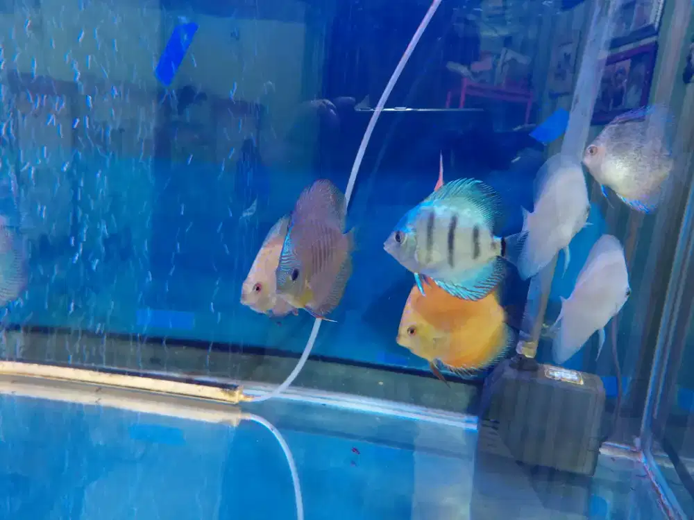 Jual ikan discus