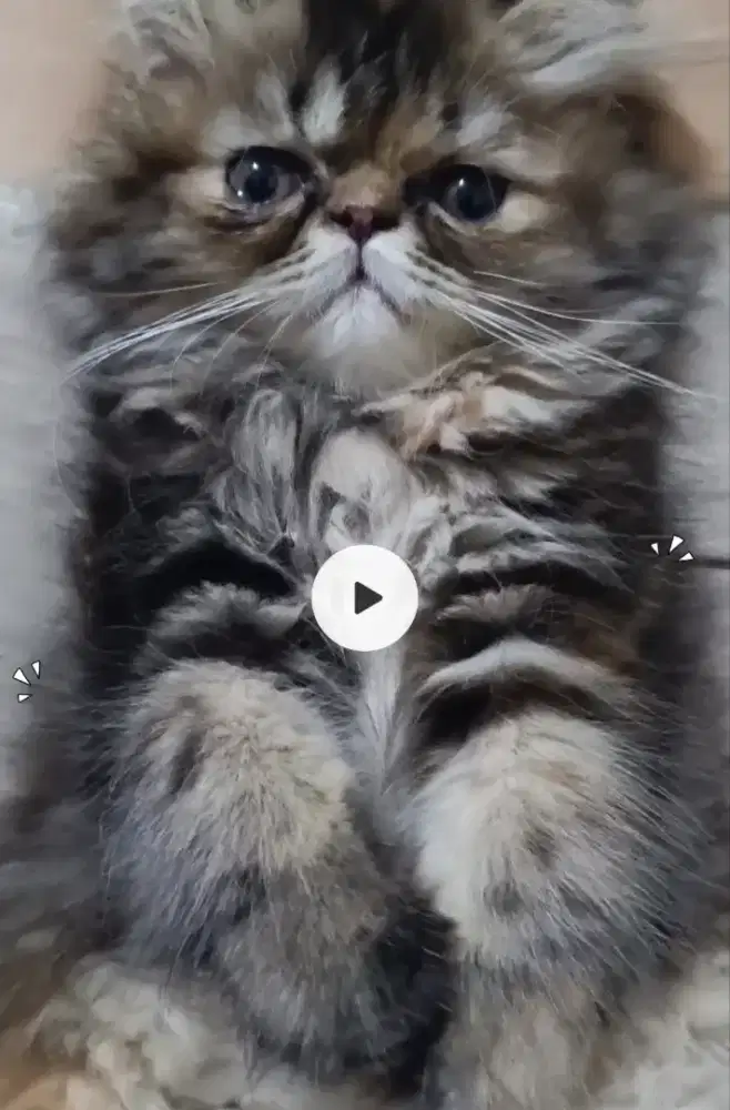 Kitten Persian Peaknose 3 Warna Betina, 11 Mei '26