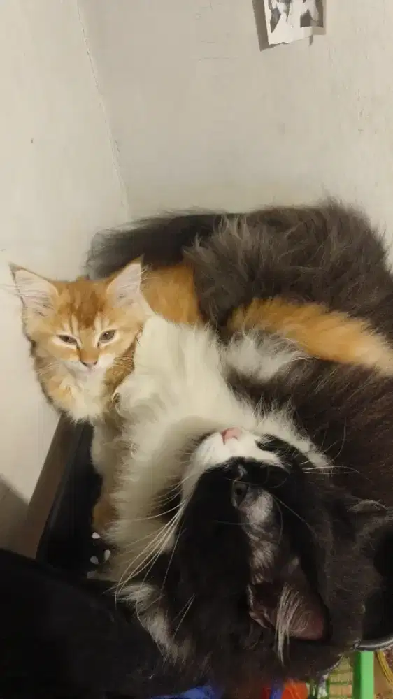Lepas adopt kitten, ganti pakan aja asal mau ambil ke rumah