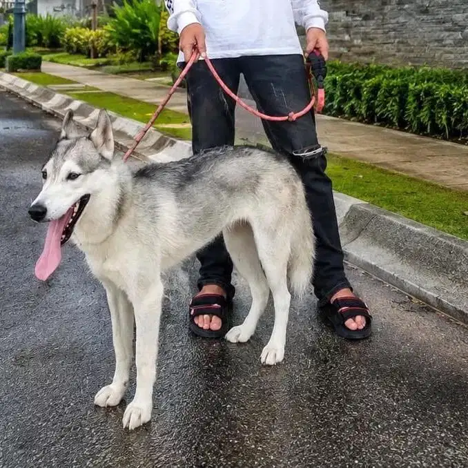 husky poddle sale
