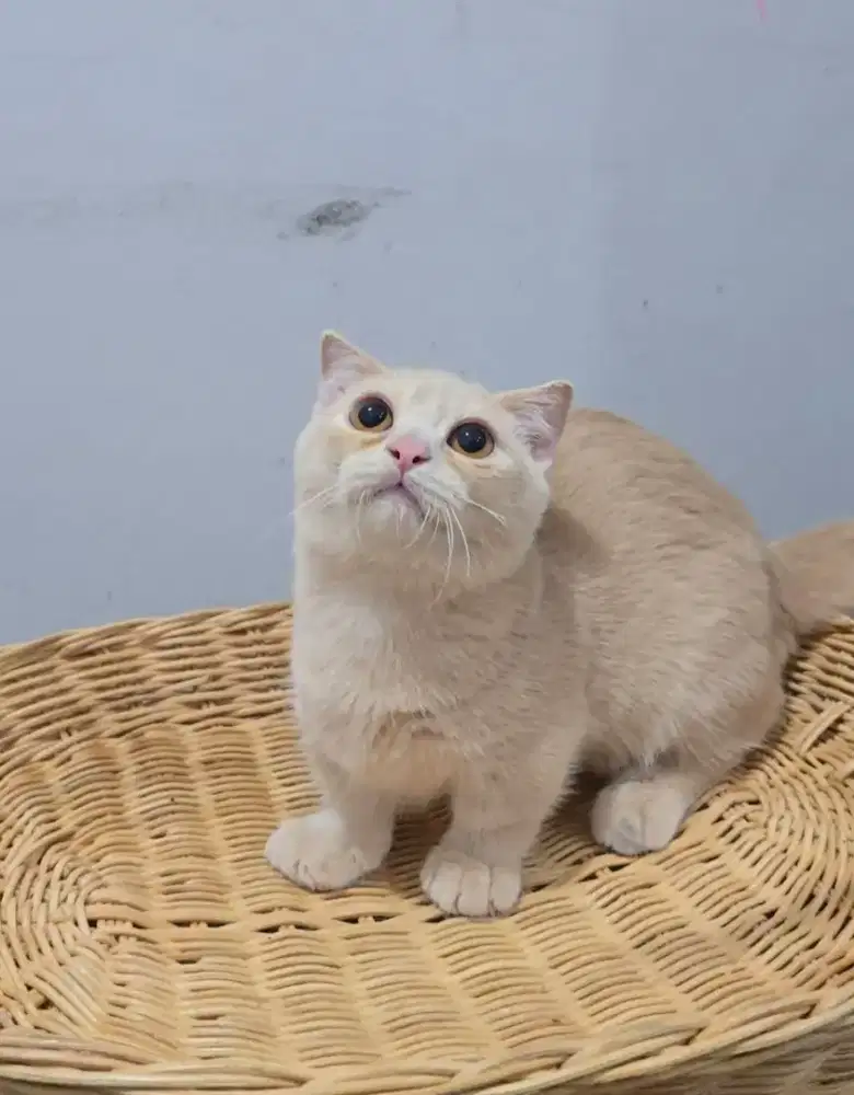 Dijual kucing gaelic, british short hair & munchkin peaknose